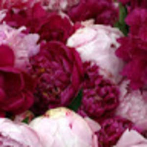 Meet your Posher, Nicolette